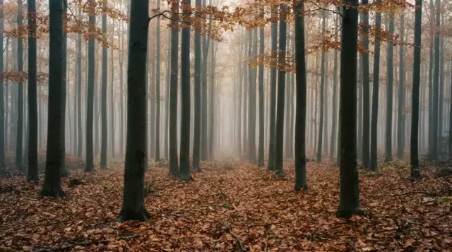 Hêtraie d'Iraty à l'automne, troncs gris et tapis de feuilles rousses
