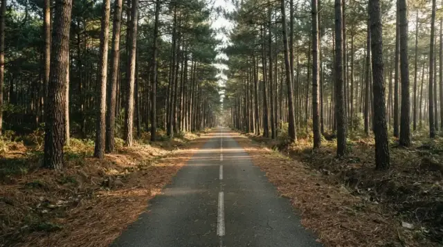Piste cyclable rectiligne entre les pins des Landes