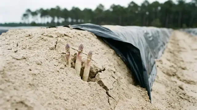 Trois turions blancs perçant la butte de sable, paillage noir relevé sur le flanc