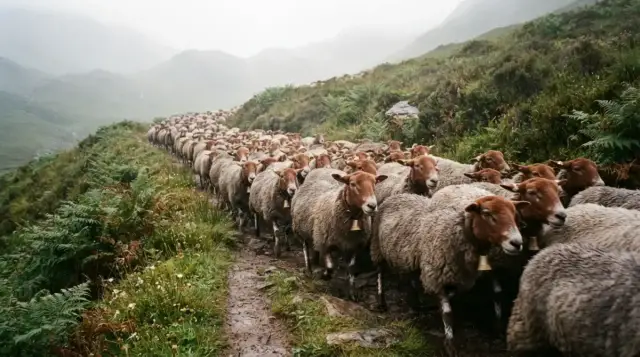 Troupeau de brebis manech sur un chemin de montagne basque