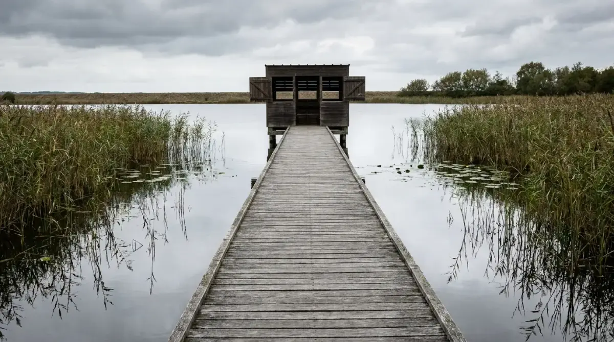 Platelage de bois traversant les roseaux jusqu'à une cabane d'observation sur le marais